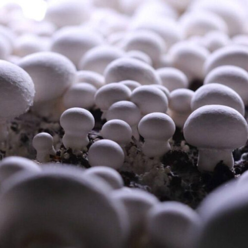 Kursk region and Mushroom Rainbow Alliance